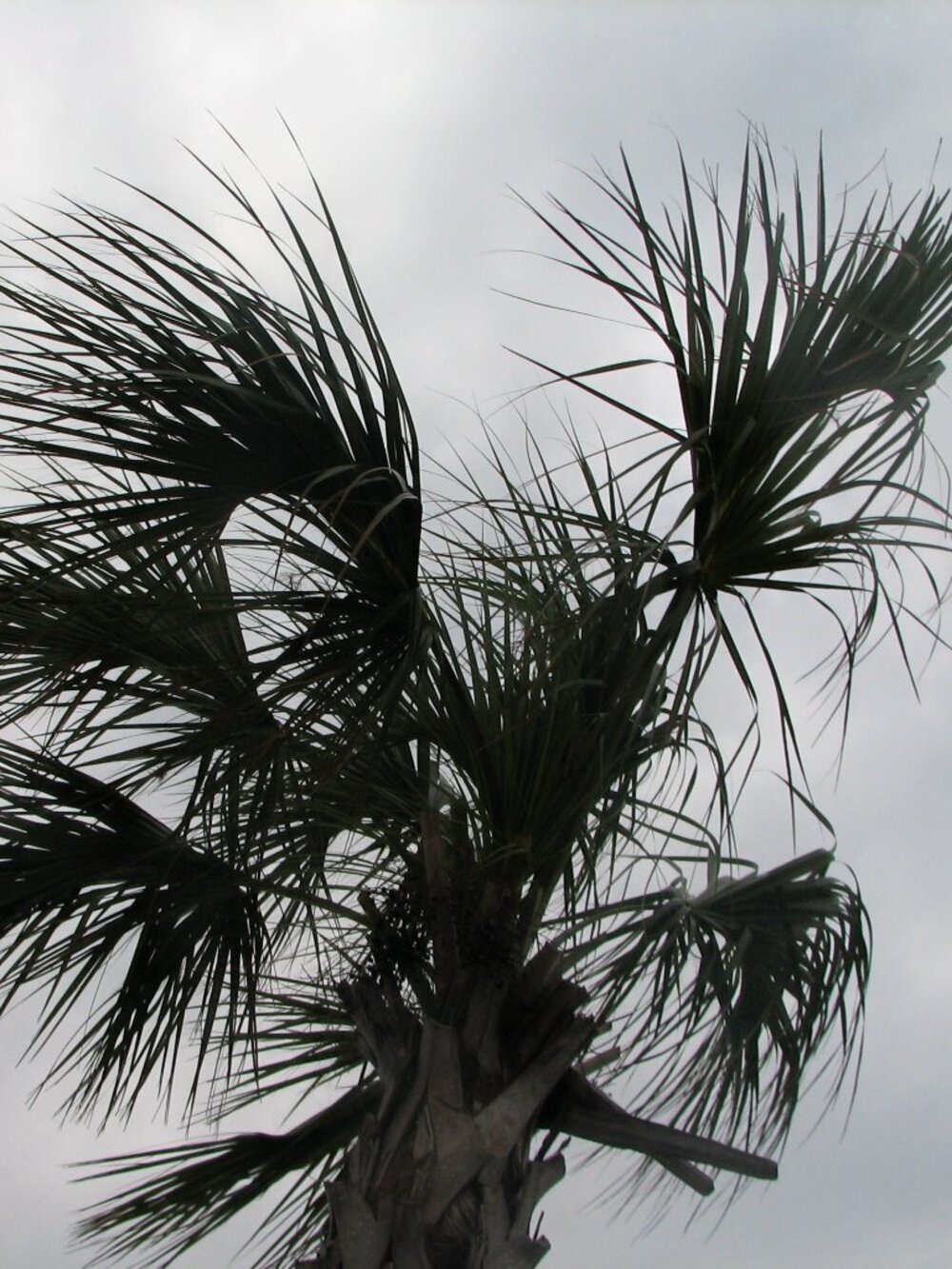 Pensacola Beach, Fl palm tree print